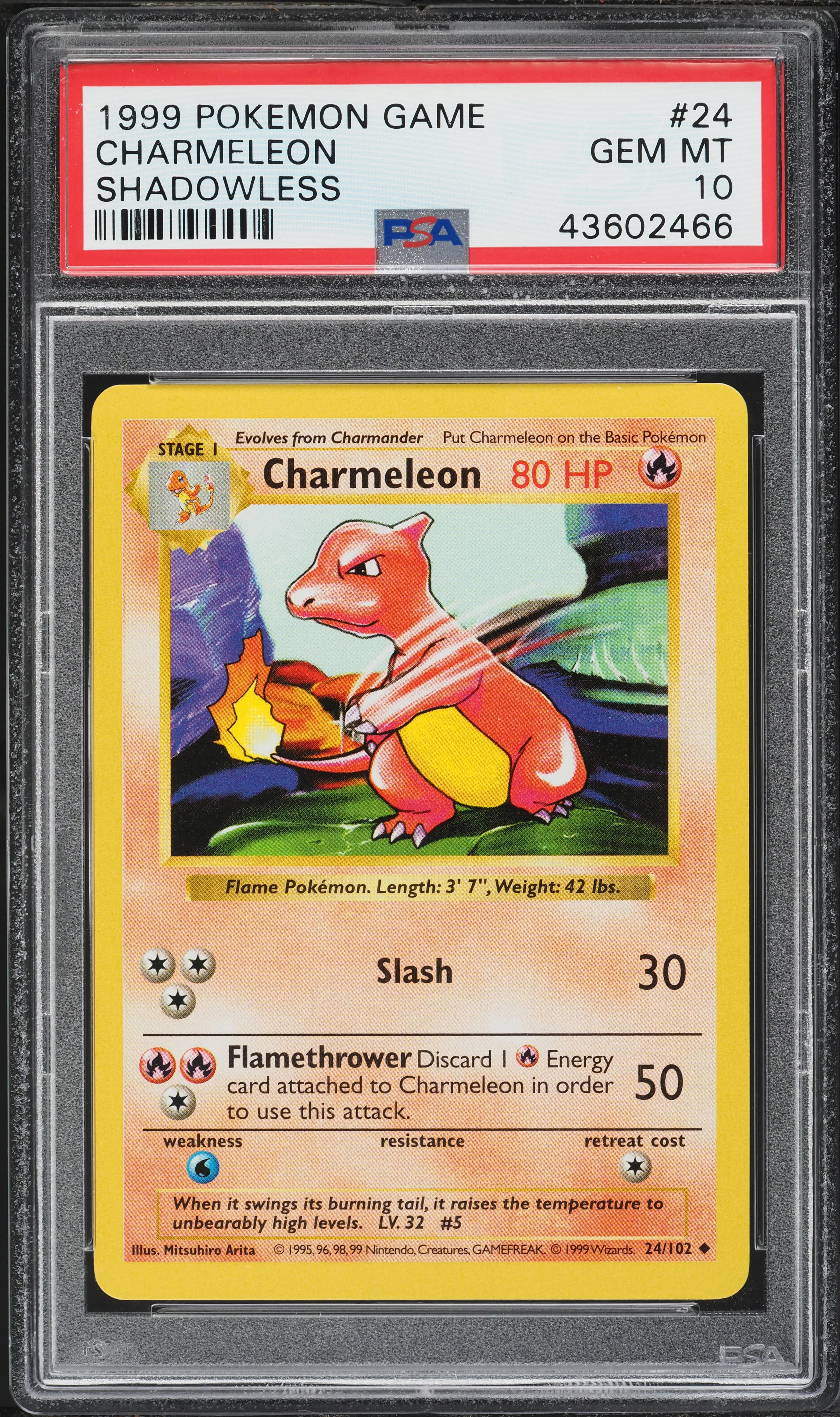 1999 Pokemon Base Set Shadowless Charmeleon #24 PSA 10 GEM MINT on Fanatics  Collect
